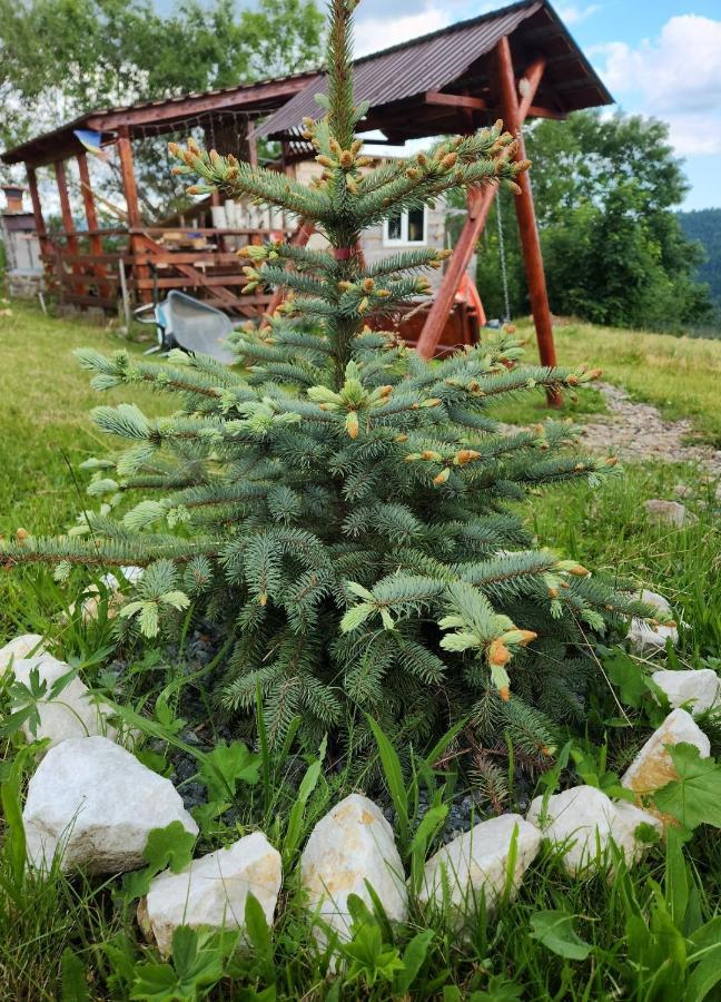 Cabana Lupul Din Apuseni Matisesti Zewnętrze zdjęcie
